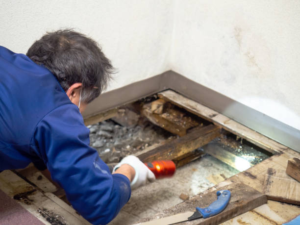 Best Home Mold Removal  in Lexington, OH