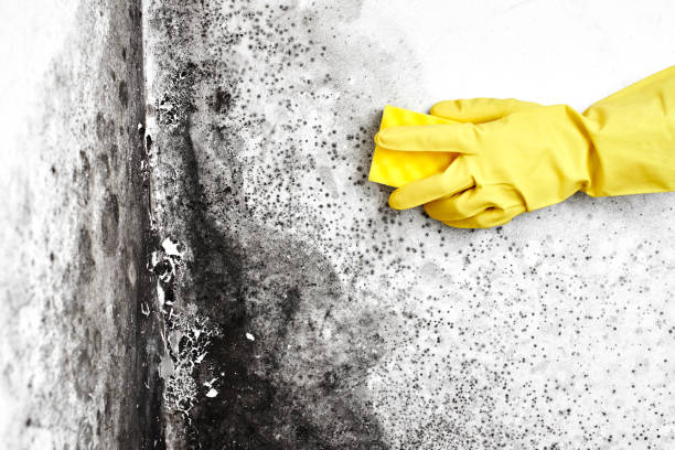Best Mold Damage Repair  in Lexington, OH