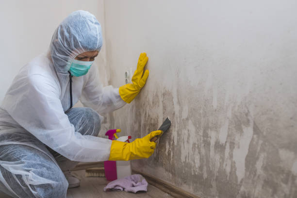 Best Crawl Space Mold Removal  in Lexington, OH