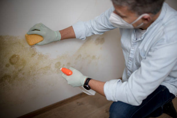 Certified Mold Removal in Lexington, OH