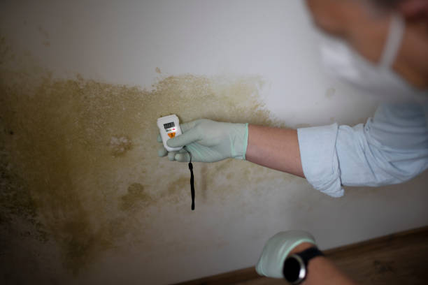 Best Residential Mold Removal  in Lexington, OH