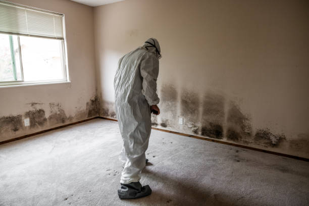 Best Mold Removal Company Near Me  in Lexington, OH