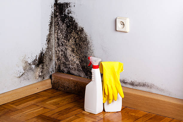 Best Certified Mold Removal  in Lexington, OH