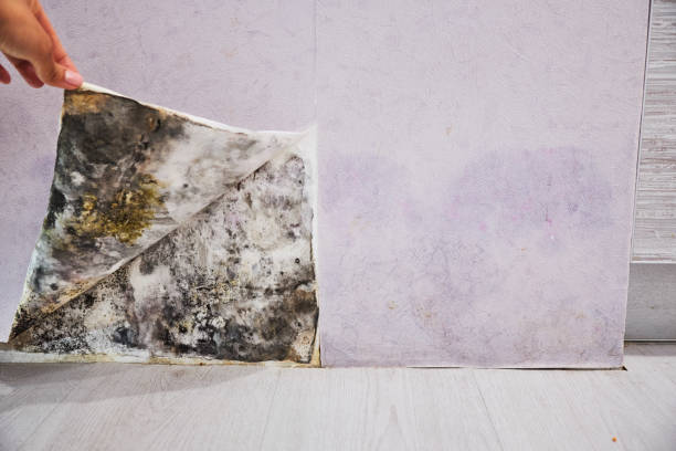 Reliable Lexington, OH Mold Removal Solutions